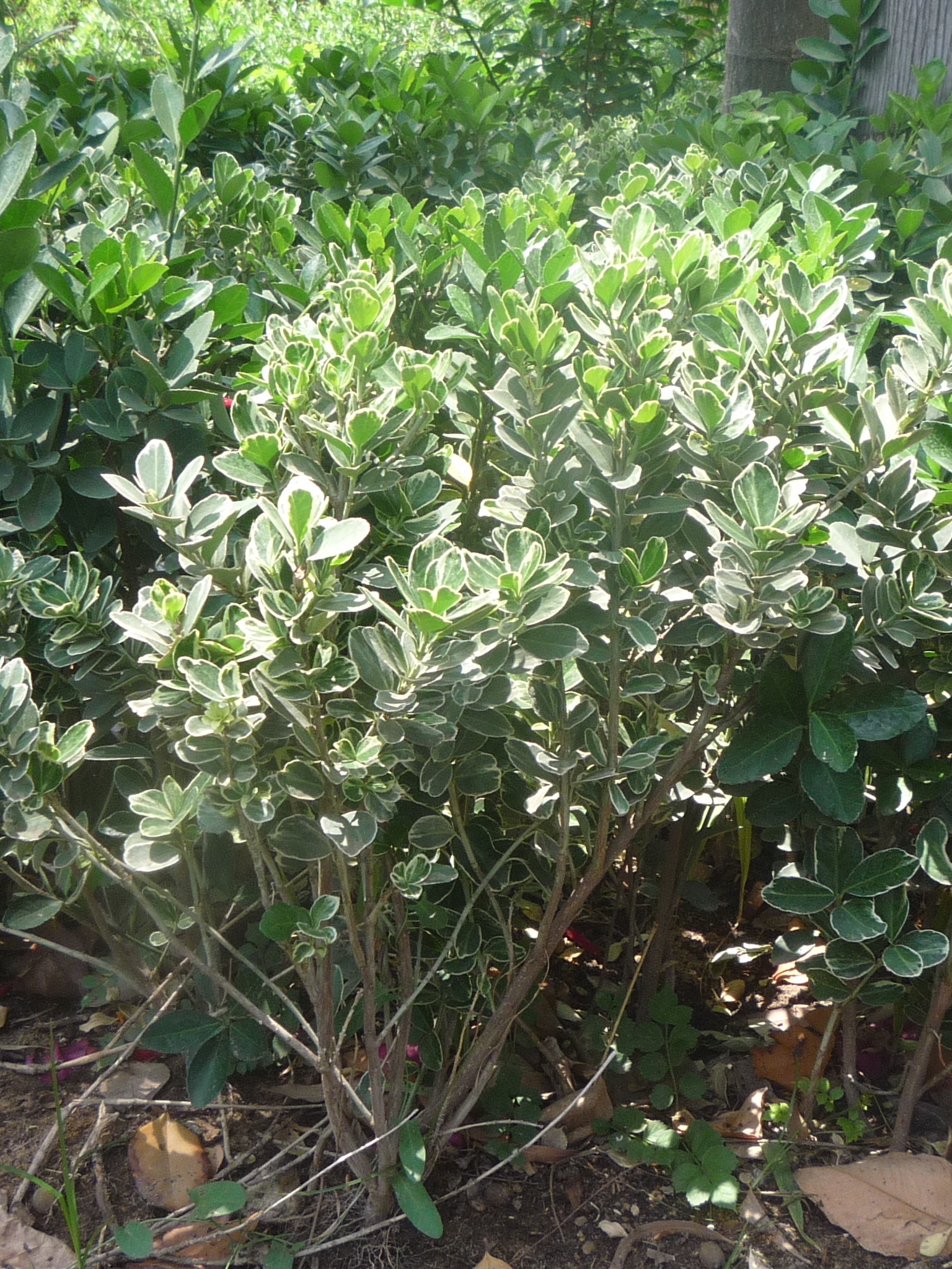 Euonymus japonicus